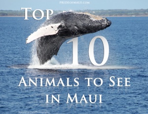 Top 10 Animals to See in Maui