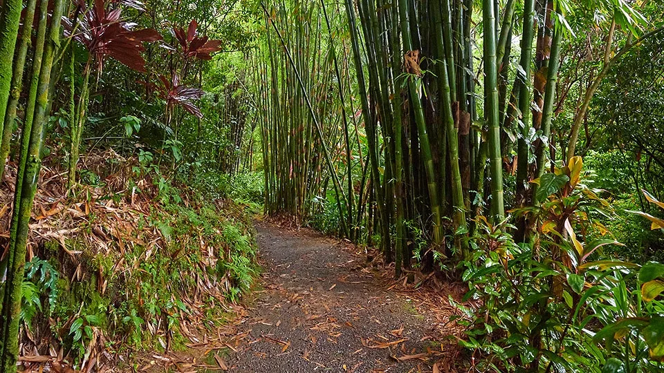 Free Things to Do on Maui Road to Hana