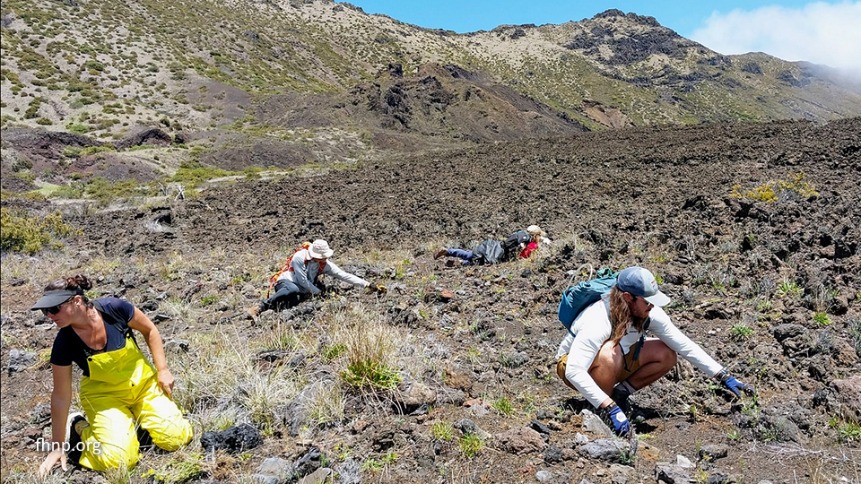 Volunteer on Maui Friends of Haleakala