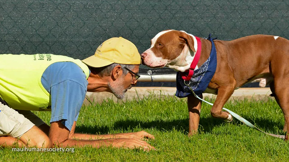 Volunteer on Vacation Maui Humane Society