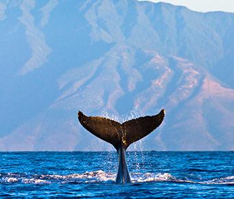 Best Free Maui Activities Watch Whales