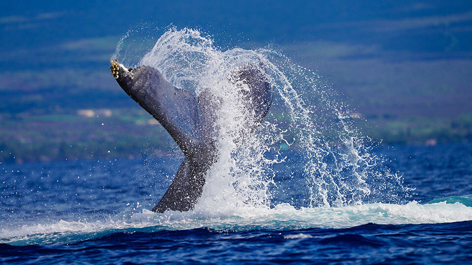 Best Maui Free Activity Whale Watch