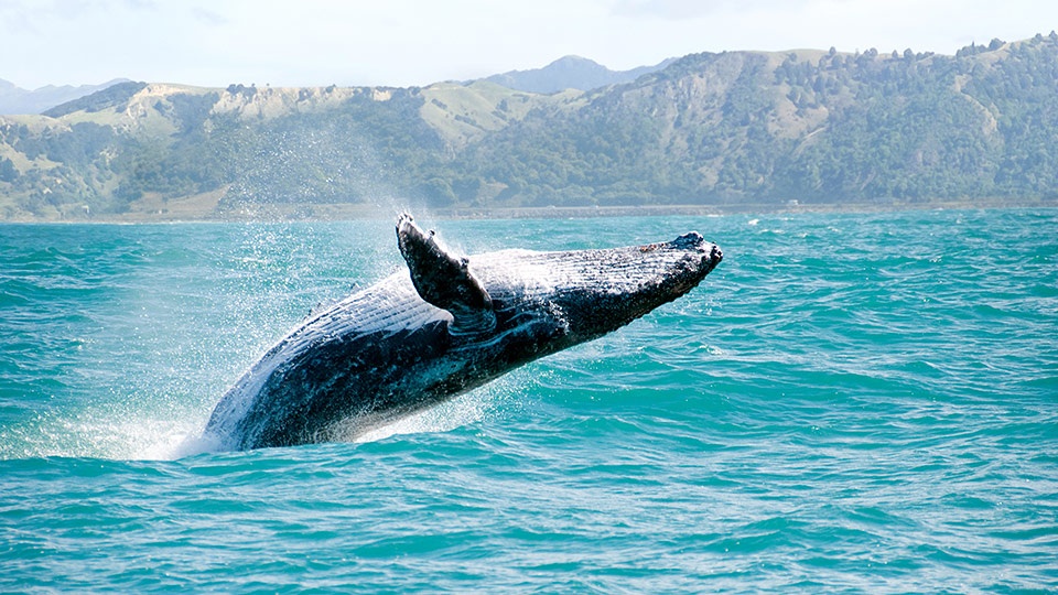 Best Maui Free Activity Whale Watch