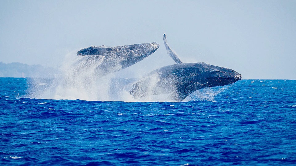 Best Maui Free Activity Whale Watch