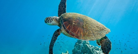 Top 10 Animals to See in Maui | Introduction to Wildlife on Maui