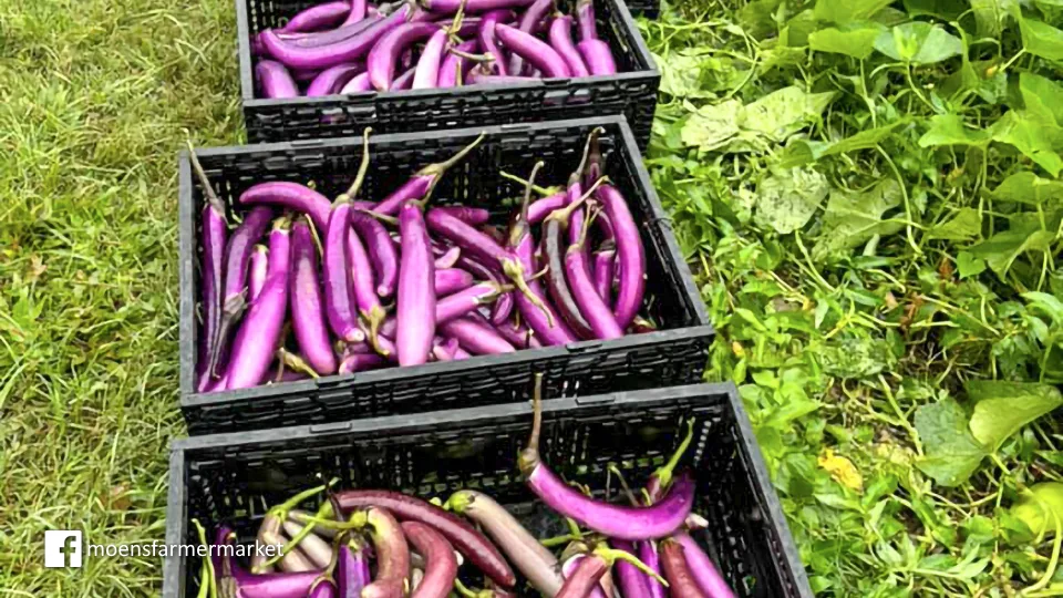 Best Local Maui Produce Rowena's Produce