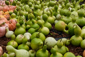 Top Locally Grown Food Markets Maui Hawaii