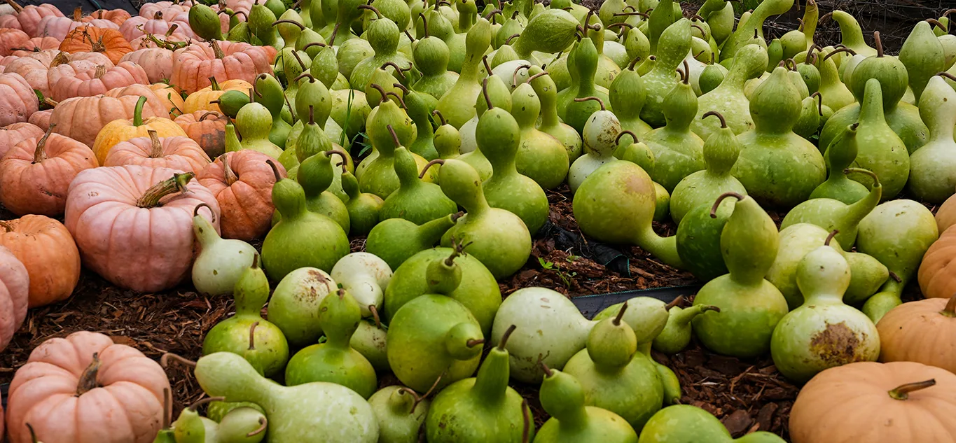 Top Locally Grown Food Markets Maui Hawaii