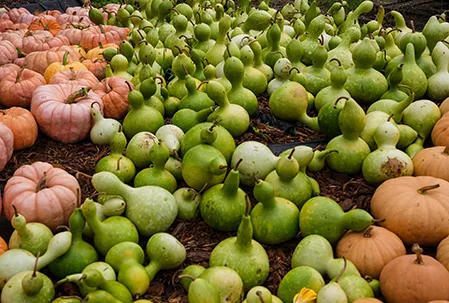 Top Locally Grown Food Markets Maui Hawaii