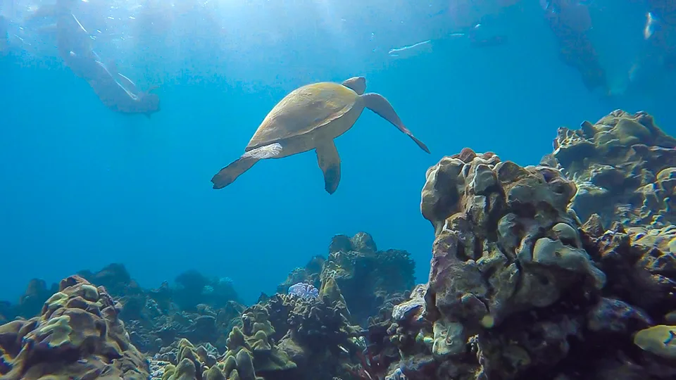 Best Maui Peaceful Secret Spots Turtle Town