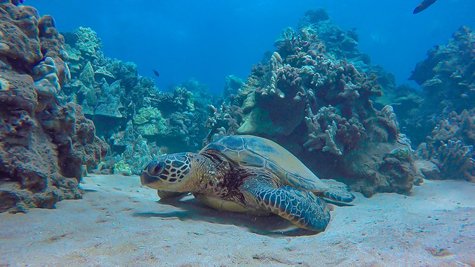 Best Maui Peaceful Secret Spots Turtle Town