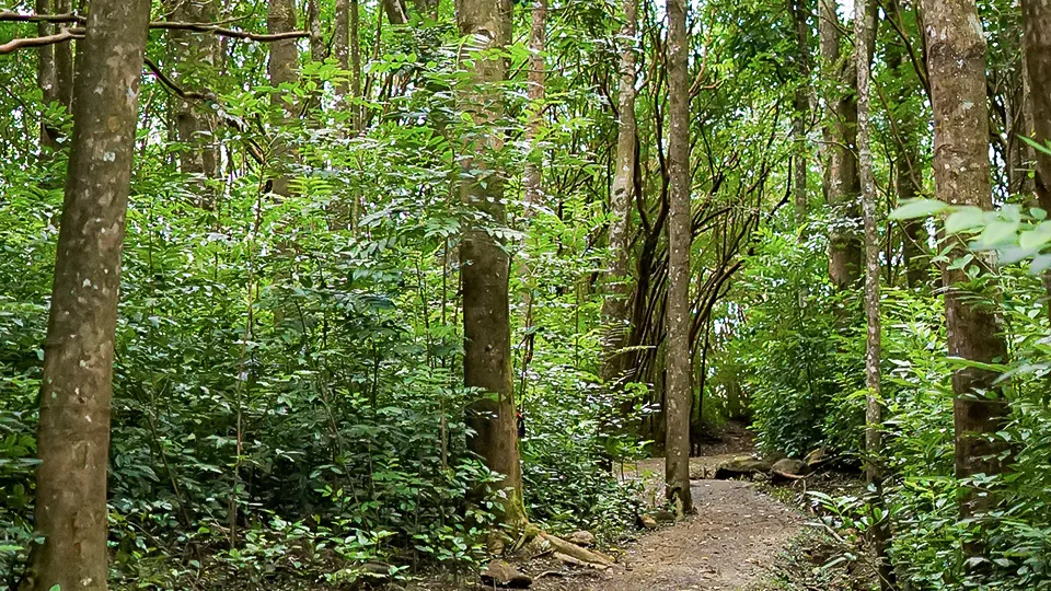 Peaceful Secret Spots Waihee Ridge Trail