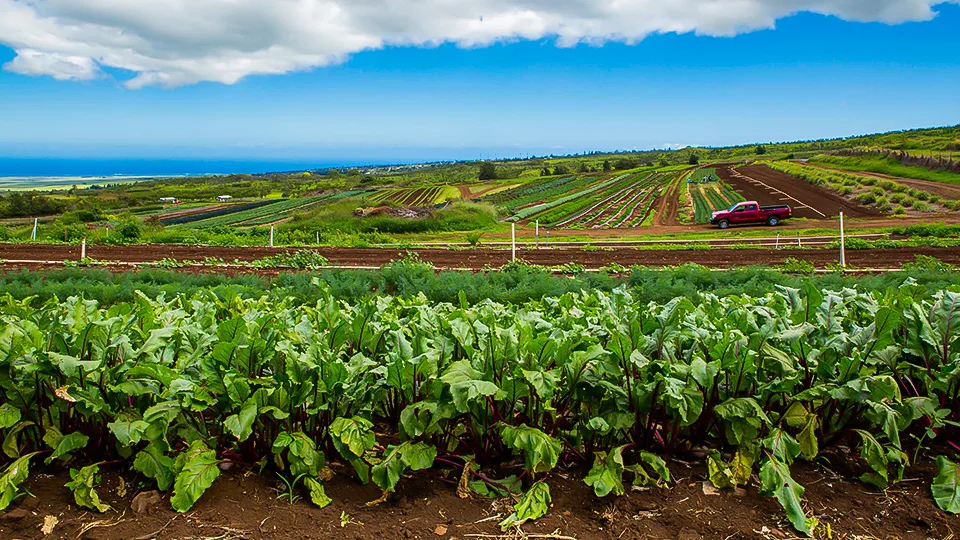 Maui Best All Organic Evonuk Farms