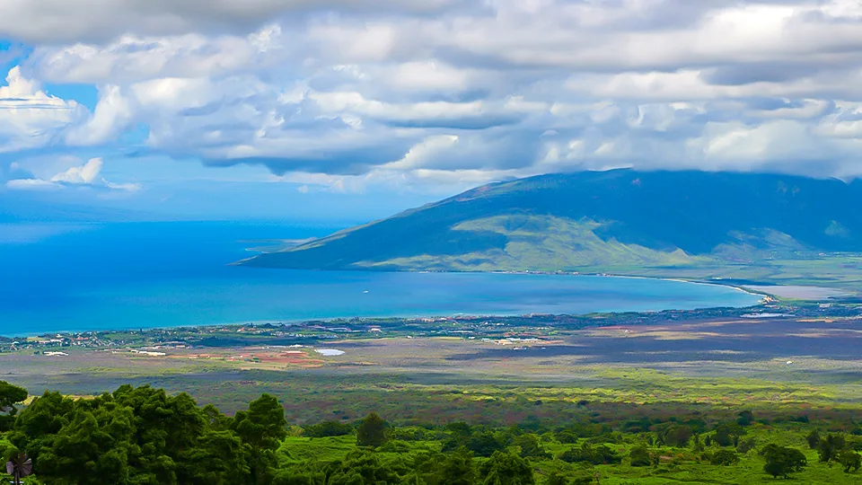 Maui Best All Organic Kupa'a Farms