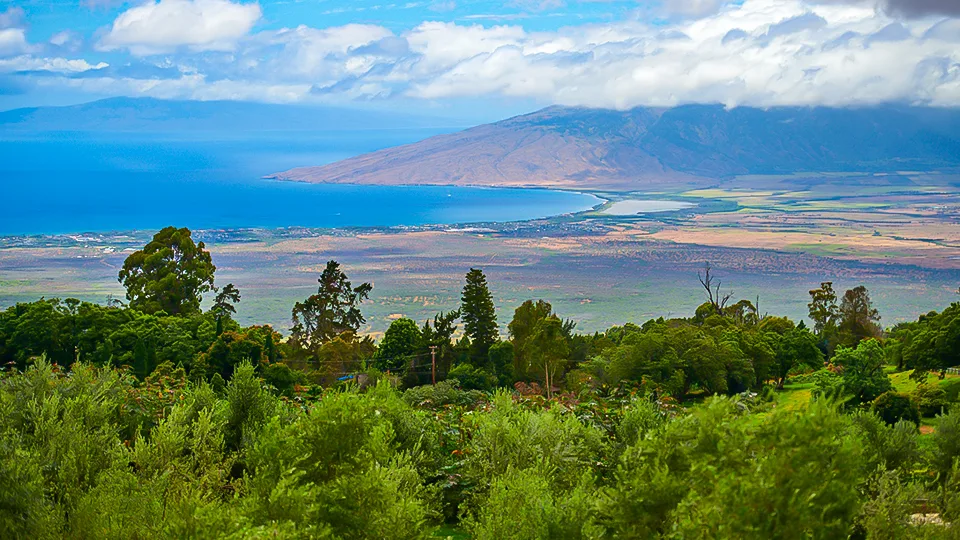 Maui Best All Organic O'o Farm