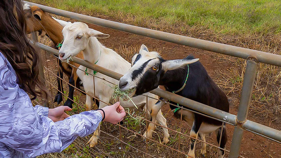 Maui Best All Organic Surfing Goat Dairy