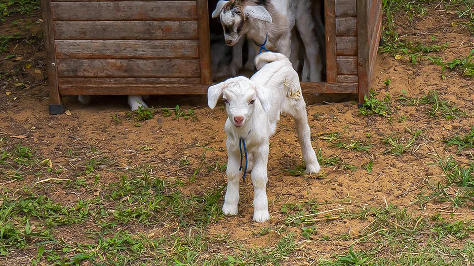 Maui Best All Organic Surfing Goat Dairy