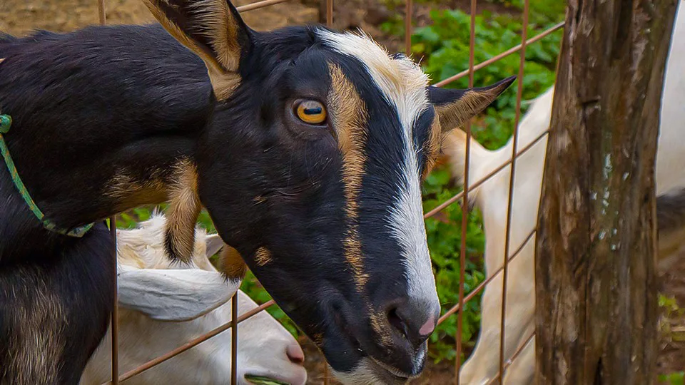 Maui Best All Organic Surfing Goat Dairy