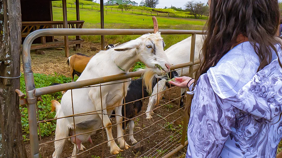 Maui Best All Organic Surfing Goat Dairy