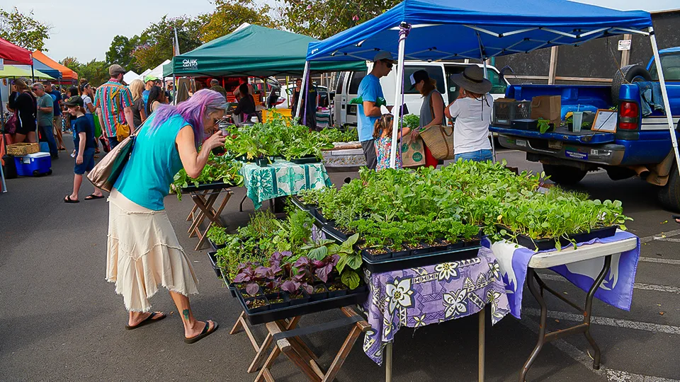 Maui Best All Organic Upcountry Farmers Market