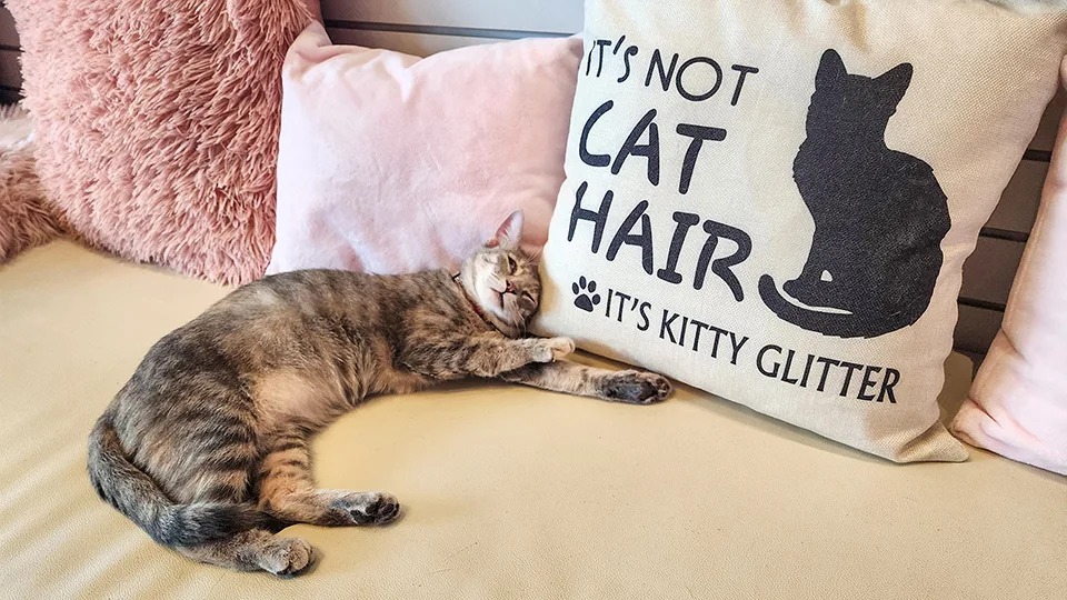 Best Things to Do on a Rainy Day in Maui Cat Cafe