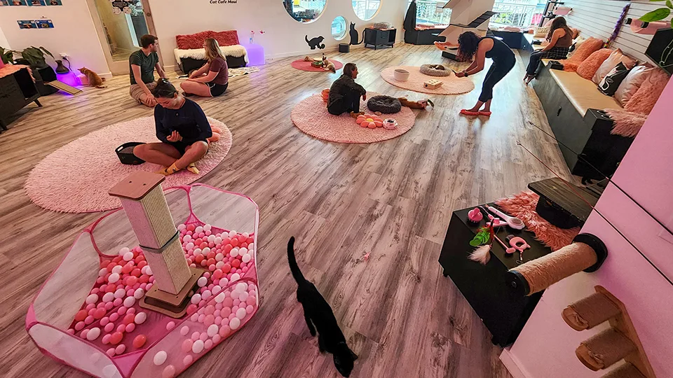 Best Things to Do on a Rainy Day in Maui Cat Cafe