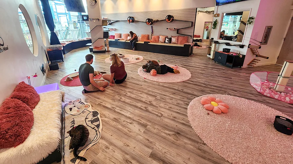 Best Things to Do on a Rainy Day in Maui Cat Cafe