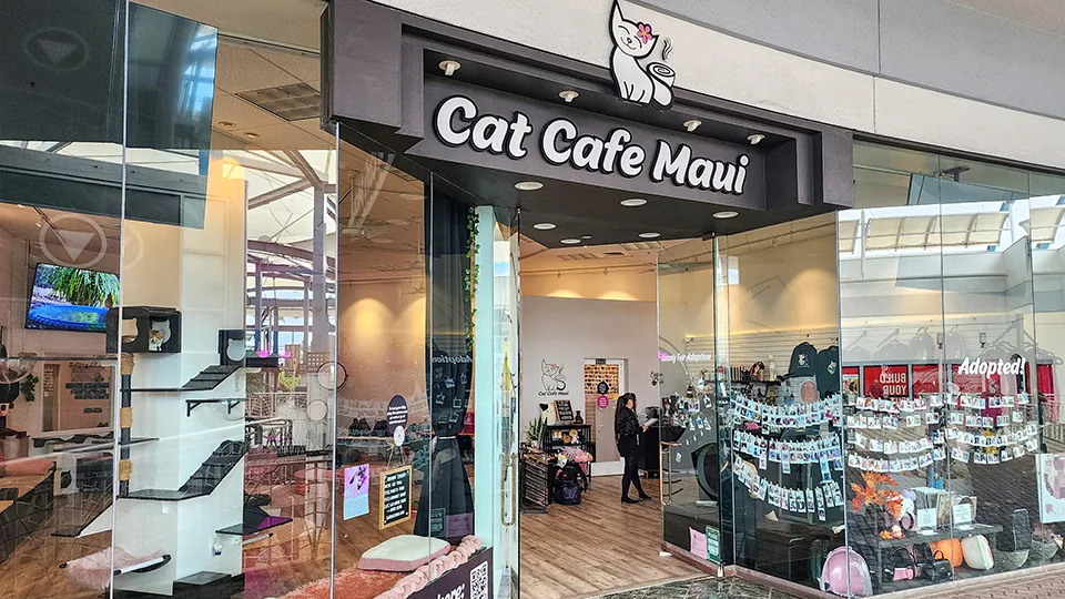 Best Things to Do on a Rainy Day in Maui Cat Cafe