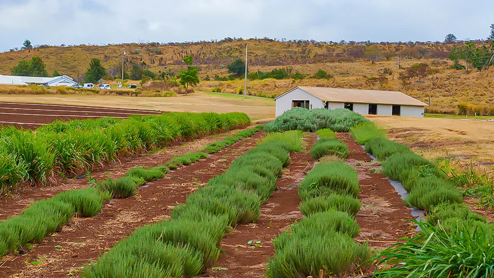 Maui Best All Organic Evonuk Farms