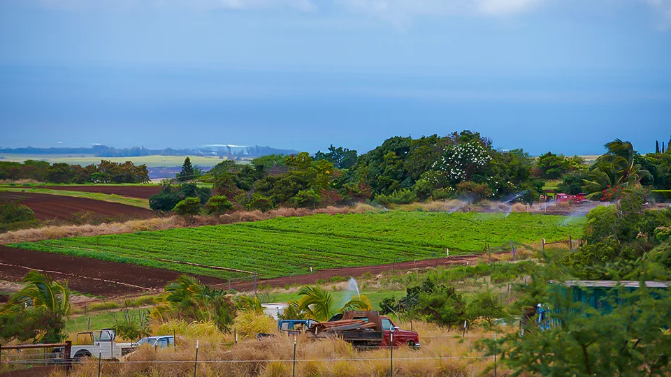 Maui Best All Organic Evonuk Farms