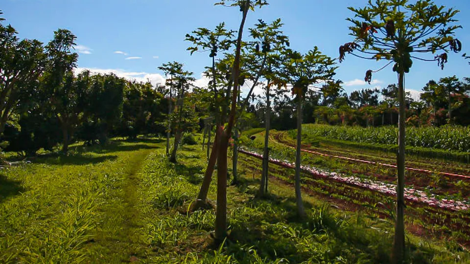 Hawaii Best Organic Moloa’a Organica’a