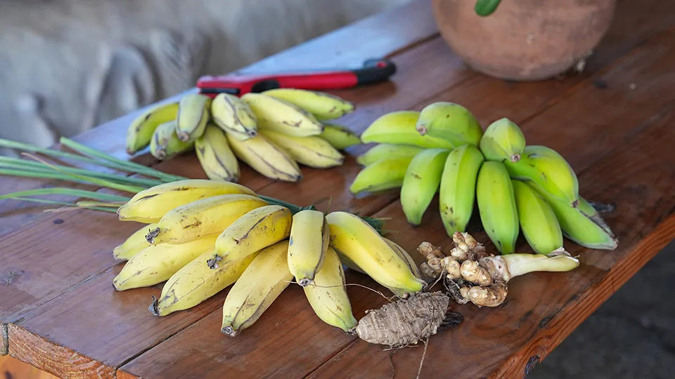 Best Maui Plantation Tours La Kahea Community Farm