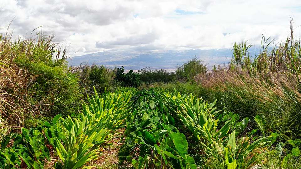 Best Maui Plantation Tours La Kahea Community Farm