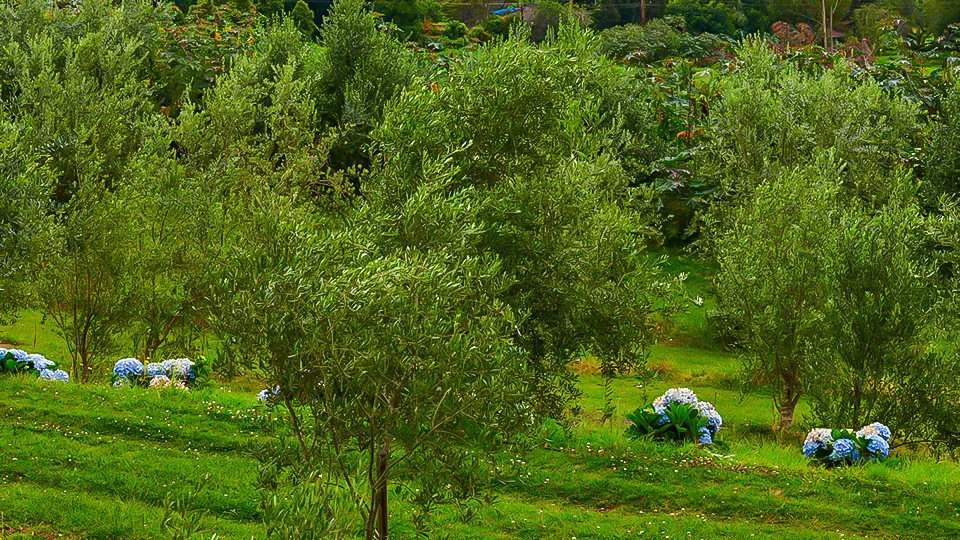 Maui Best All Organic O'o Farm