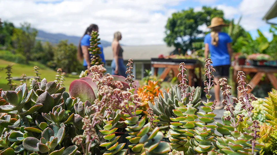 Best Farm Tours on Maui Pueo Farm