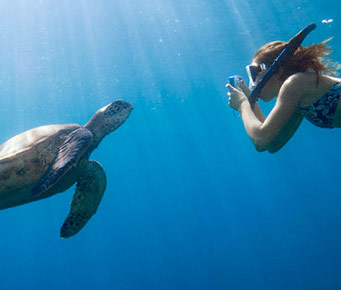 Snorkel Turtles Best Things to Do in Hawaii