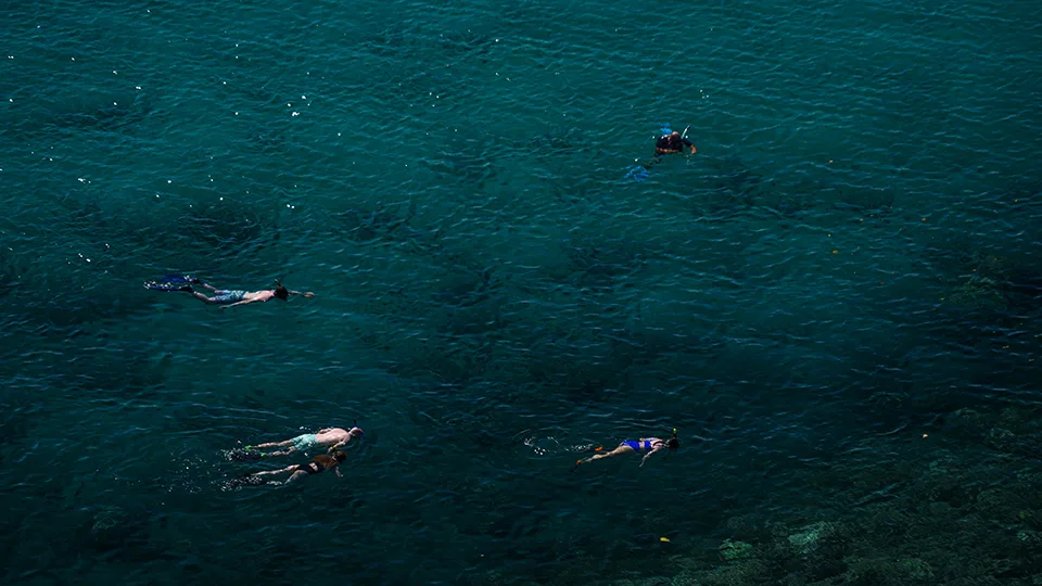 Best Maui Snorkel Honolua