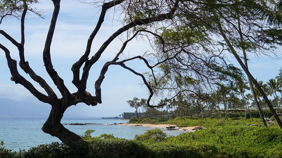 Ulua Beach Maui Hawaii