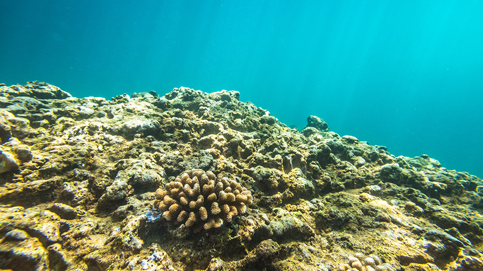 Top 20 Hawaii Snorkeling Spots | Best Places To Snorkel in Hawaii