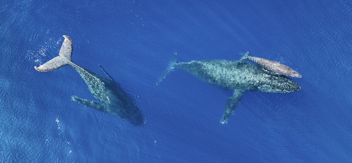 Humpback Whale Migration: Do They All Journey to Hawaii?