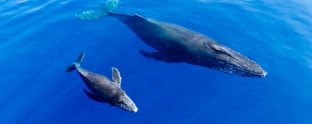 Humpback Whale Migration: Do They All Journey to Hawaii?