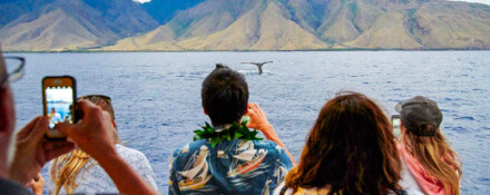 Humpback Whale Migration: Do They All Journey to Hawaii?