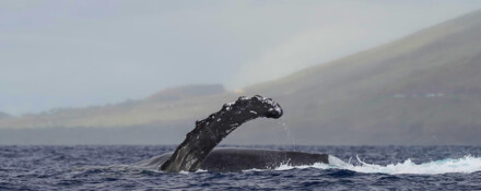 Humpback Whale Migration: Do They All Journey to Hawaii?