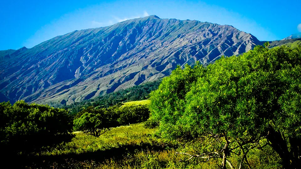 Haleakala Greenery