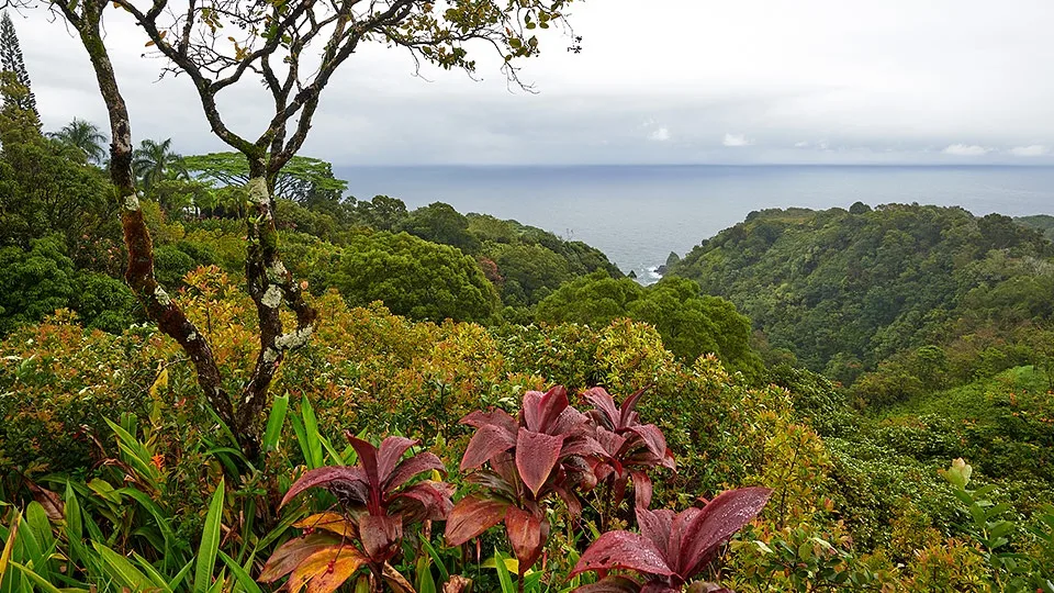 Lush view of greenery with the ocean in the background