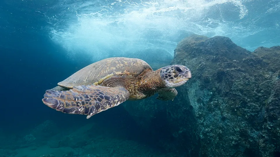 Hawaiian Green Sea Turtle