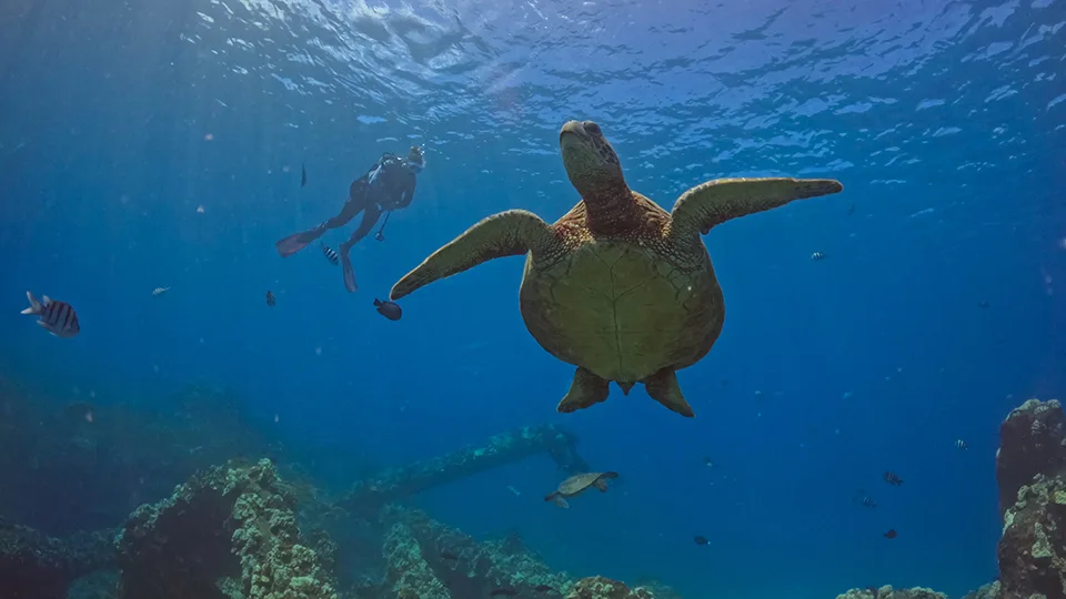 SNUBA diver with sea turtle on Pride of Maui snorkel tour