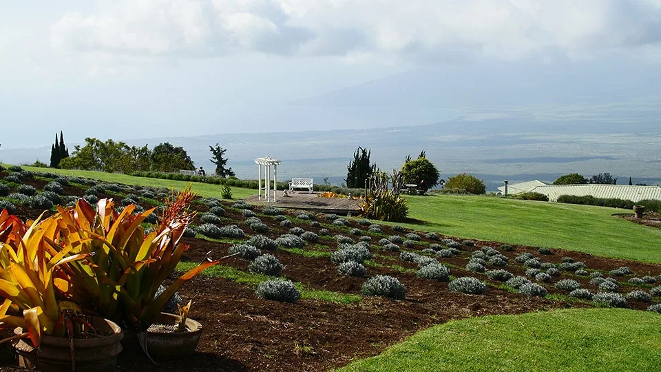 Ali’i Kula Lavender Farm