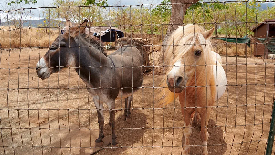 Maui Animal Farm Petting Zoo