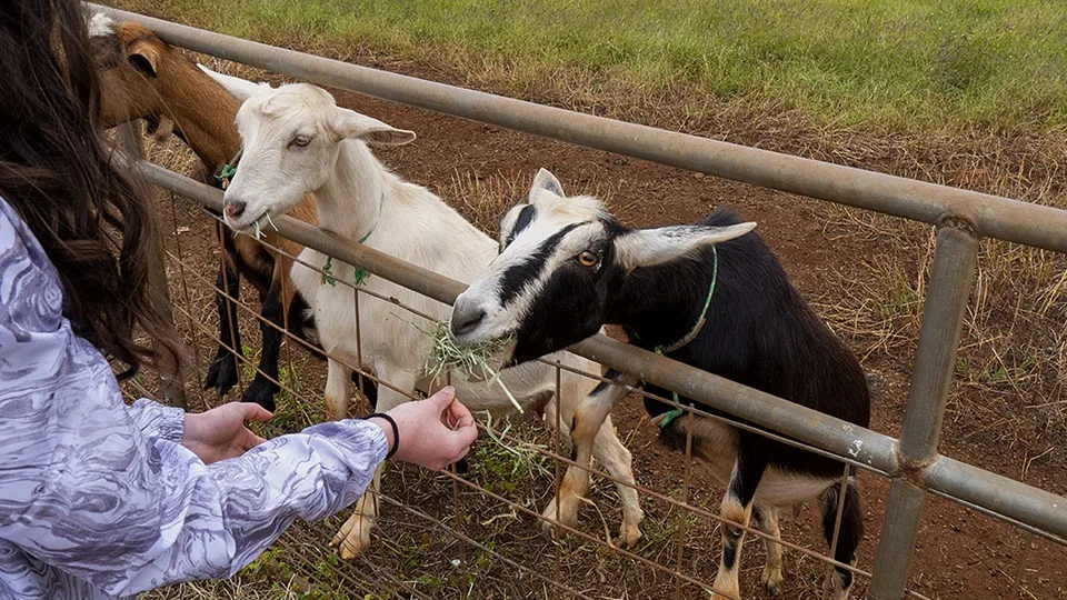 Surfing Goat Dairy